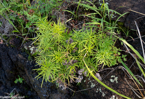 Doryopteris subdecipiens observed 2021-03-20