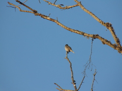 Pyrope pyrope pyrope