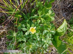 Trollius laxus laxus