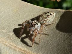 Opisthoncus nigrofemoratus