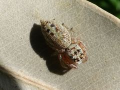 Opisthoncus nigrofemoratus