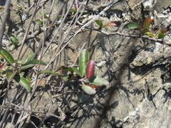 Xylosma flexuosa