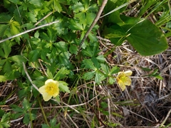 Trollius laxus laxus