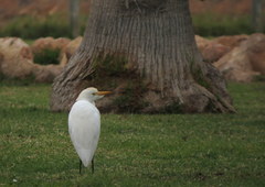 Bubulcus ibis