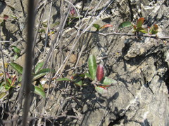 Xylosma flexuosa