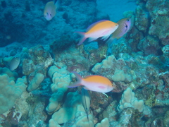 Nemanthias bicolor