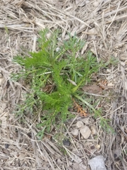 Matricaria discoidea