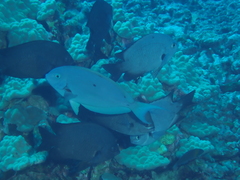 Chromis verater