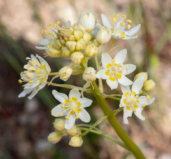 Toxicoscordion fontanum