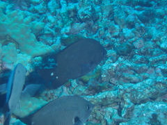 Chromis verater