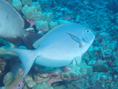 Acanthurus thompsoni