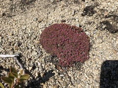 Androsace constancei