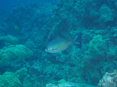 Chromis ovalis