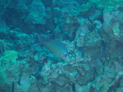 Chromis ovalis