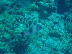 Parupeneus insularis