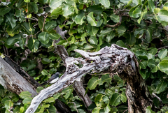 Rhipidura leucophrys