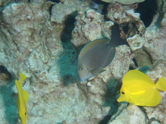 Acanthurus nigroris