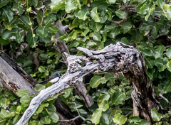 Rhipidura leucophrys