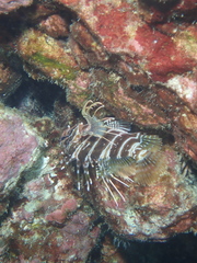 Pterois sphex