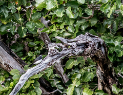 Rhipidura leucophrys