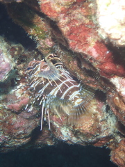Pterois sphex