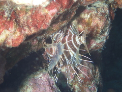 Pterois sphex