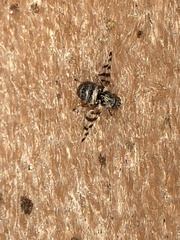 Pseudotephritina
