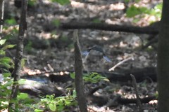 Passerina cyanea