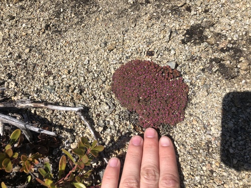 Androsace constancei, photograph 1