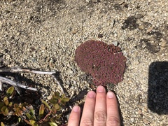 Androsace constancei, photograph Allison Gray, CC BY, iNaturalist via GBIF