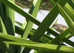 Curruca melanocephala