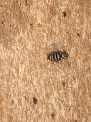 Pseudotephritina
