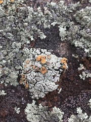 Rhizoplaca subdiscrepans