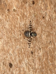 Pseudotephritina