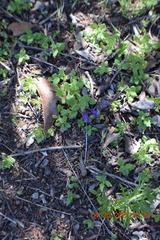 Scutellaria tuberosa