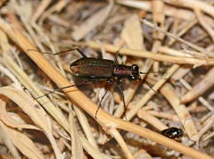 Cylindera germanica