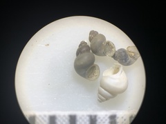 Ipnobius robustus