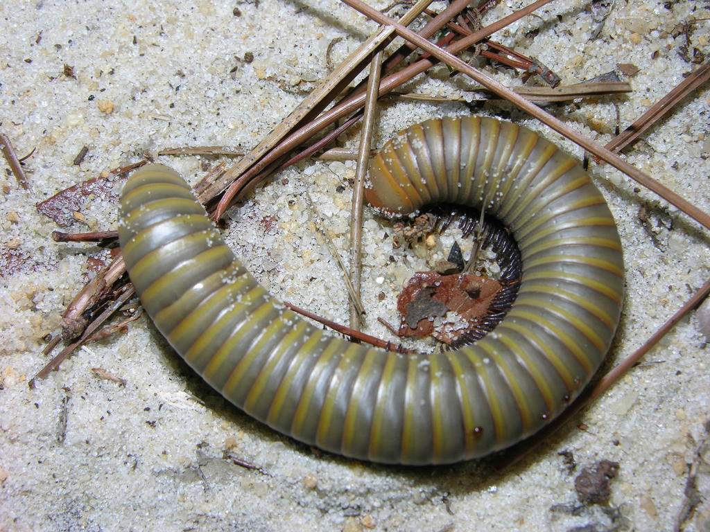 Smokey Oak Millipede