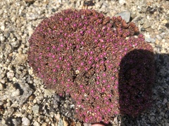 Androsace constancei, photograph Allison Gray, CC BY, iNaturalist via GBIF