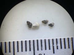 Ipnobius robustus