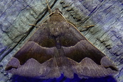 Gondysia