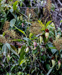 Nepenthes treubiana