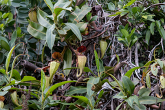 Nepenthes treubiana