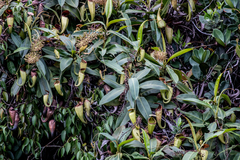 Nepenthes treubiana