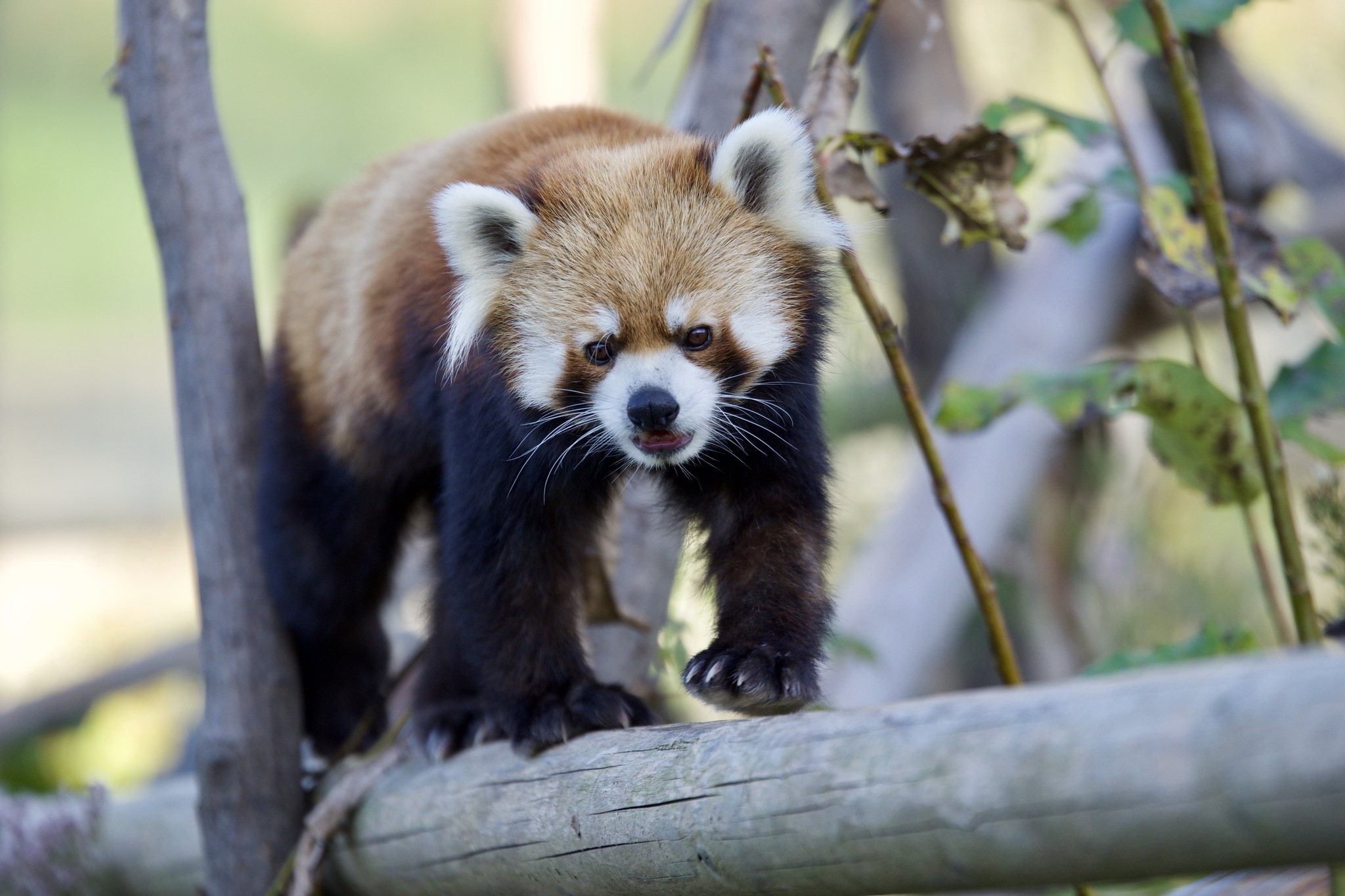 Conheça os pandas-vermelhos, seu amor pelas árvores altas e outras