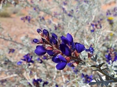 Psorothamnus fremontii