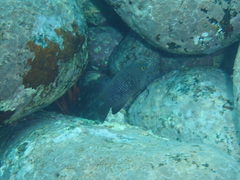 Plectroglyphidodon marginatus