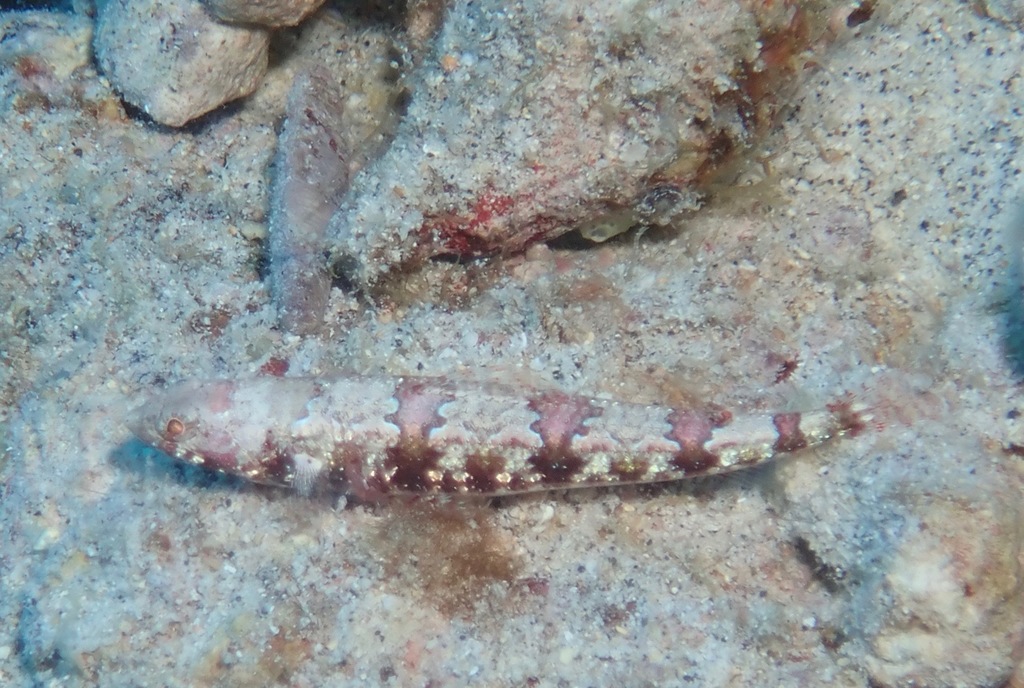 Redmarbled Lizardfish