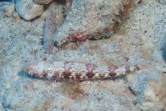 Synodus rubromarmoratus