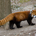 Red Panda - Photo (c) Greg Hume, some rights reserved (CC BY-SA)